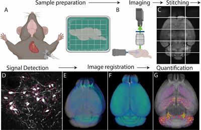 Seeing the Forest and Its Trees Together: Implementing 3D Light Microscopy Pipelines for Cell Type Mapping in the Mouse Brain